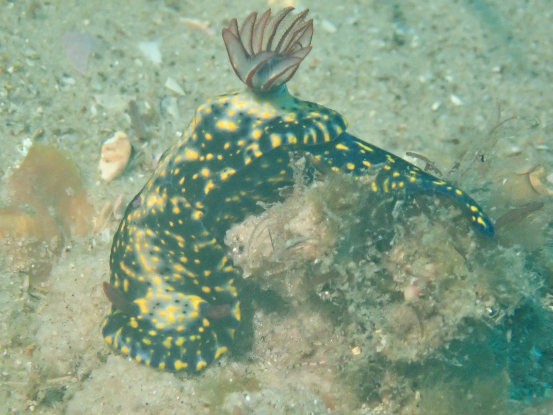 Nudibranch - Hypselodoris obscura  Australia,Hypselodoris obscura,Nelson Bay,New South Wales,Nudibranch