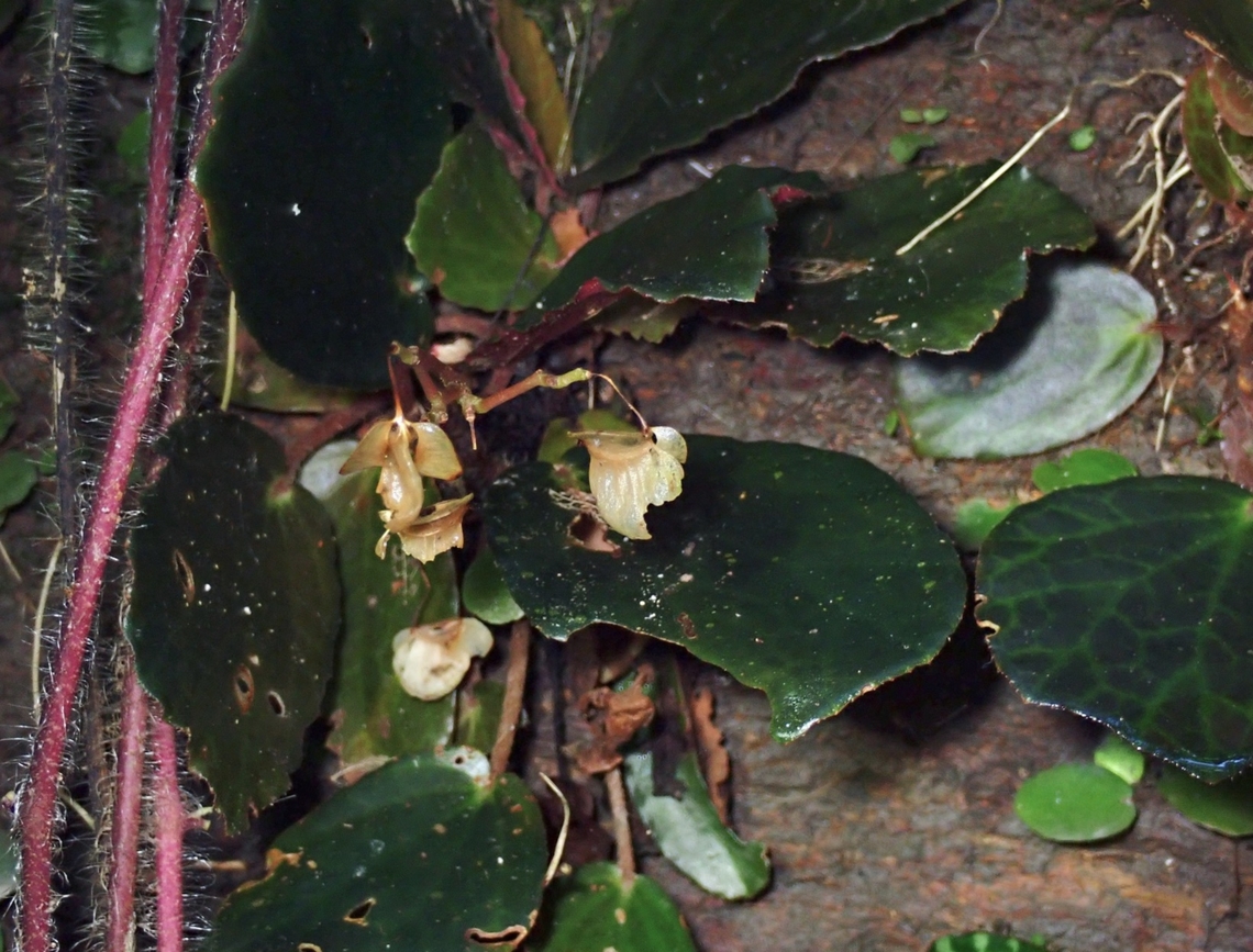 Flowers - Begonia truncatifolia  Begonia truncatifolia,Dumaran,Flower,Palawan,Philippines,Plant