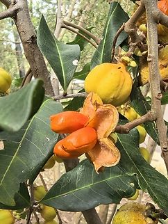 Tueckeroo - Cupaniopsis anacardioides  Australia,Cupaniopsis anacardioides,New South Wales,Plant,Seed,Sydney,Tuckeroo