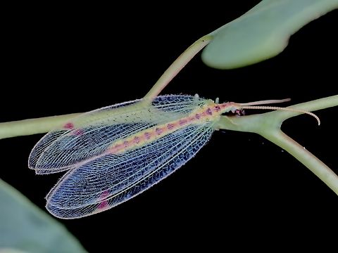 Diamond? Diamond-Banded Lacewing - Norfolius howensis Australia,Diamond-Banded Lacewing,Diamond-banded Lacewing,Lacewing,Nelson Bay,New South Wales,Norfolius howensis