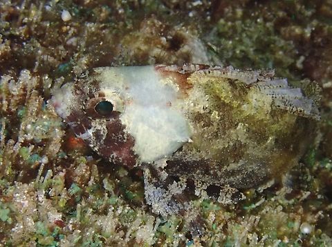 Barchin Scorpionfish - Sebastapistes strongia  Barchin Scorpionfish,Cebu,Fish,Malapascua,Philippines,Scorpionfish,Sebastapistes strongia