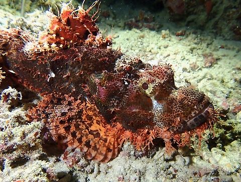 Poss' Scorpionfish - Scorpaenopsis possi  Fish,Mabul,Malaysia,Poss' Scorpionfish,Sabah,Scorpaenopsis possi,Scorpionfish
