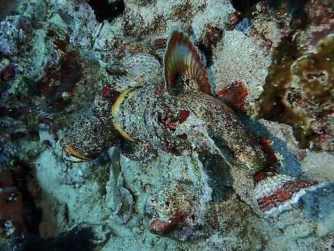 Biter! A male Devil Scorpionfish biting a female to get her into the mood! Anilao,Batangas,Devil Scorpionfish,Fish,Philippines,Scorpaenopsis diabolus.Scorpionfish