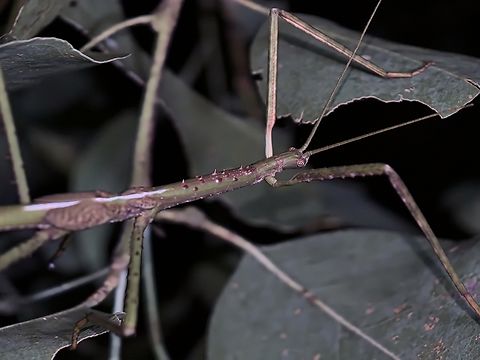 Titan Stick Insect. Acrophylla titan  Acrophylla titan,Australia,Nelson Bay,New South Wales,Phasmatodea,Phasmid,Phasmida,Stick Insect,Titan Stick Insect