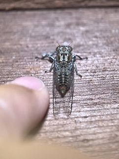 Paperback Cicada - Telmapsalta hackeri Small size Cicada Australia,Cicada,Nelson Bay,New South Wales,Paperbark Cicada,Telmapsalta hackeri