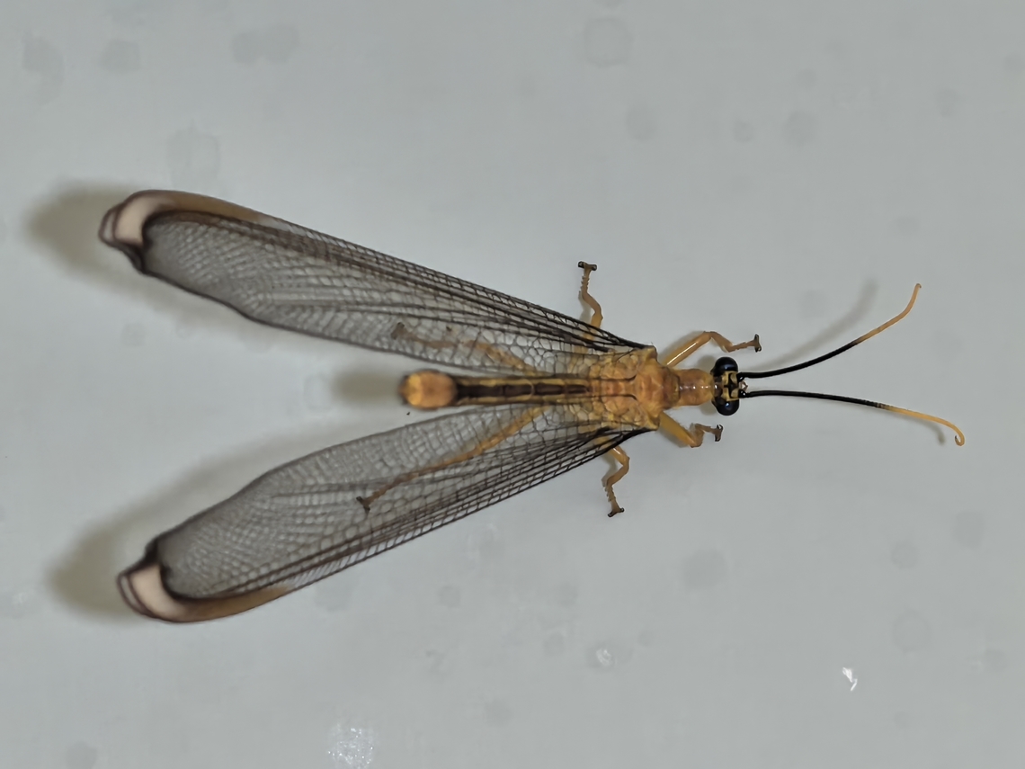 Blue Eyes Lacewing - Nymphes myrmeleonoides  Australia,Blue Eyes Lacewing,Lacewing,Nelson Bay,New South Wales,Nymphes myrmeleonides