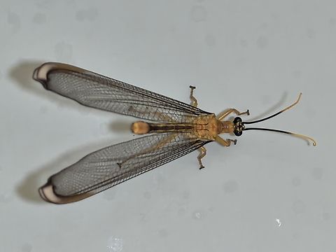 Blue Eyes Lacewing - Nymphes myrmeleonoides  Australia,Blue Eyes Lacewing,Lacewing,Nelson Bay,New South Wales,Nymphes myrmeleonides