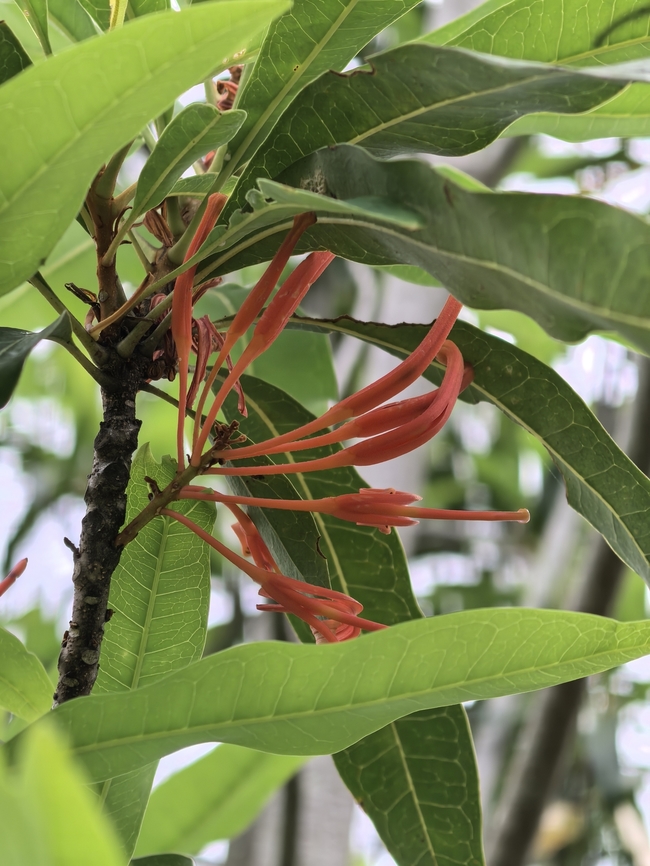 Firewheel Tree - Stenocarpus sinuatus  Australia,Firewheel Tree,Flower,Nelson Bay,New South Wales,Plant,Stenocarpus sinuatus
