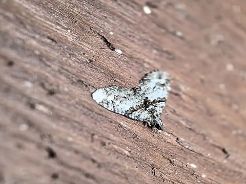 Apple Looper - Phrissogonus laticostata  Apple Looper,Moth,Nelson Bay,New South Wales,Phrissogonus laticostata