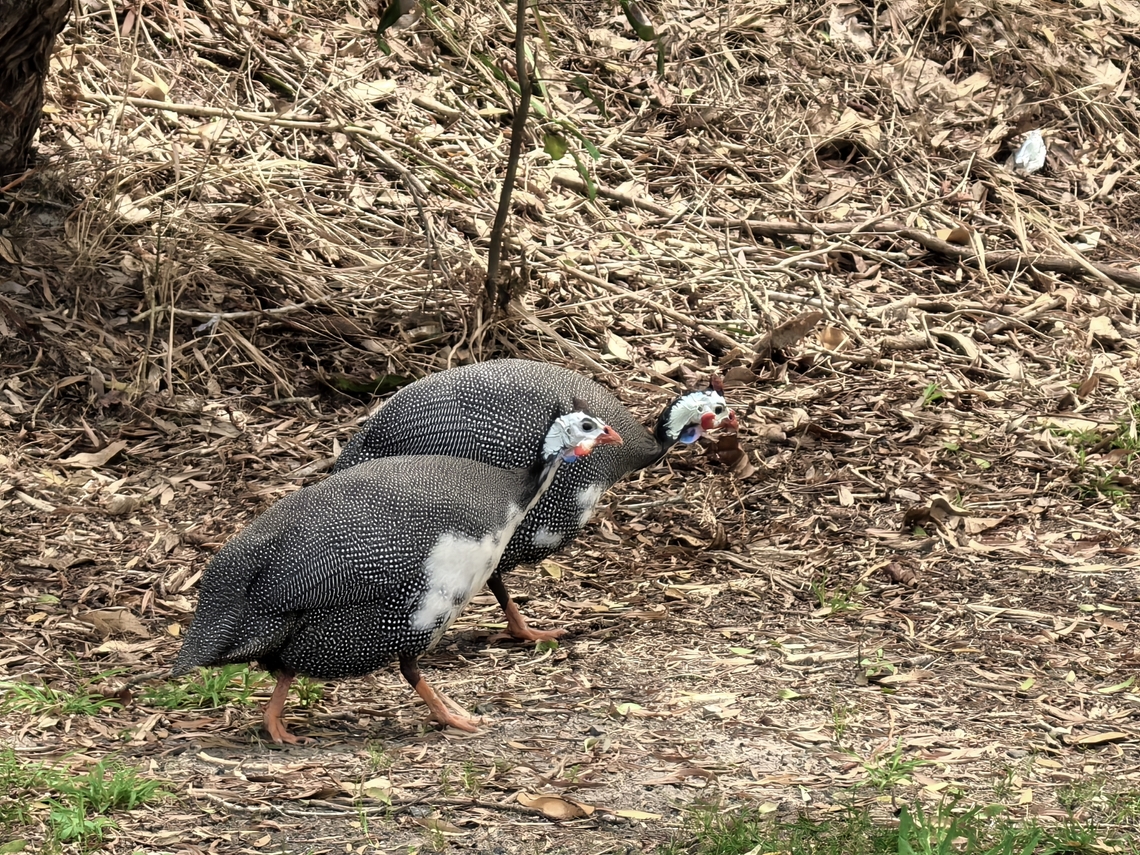 Helmeted Guineafowl - Numida meleagris  Australia,Bird,Guineafowl,Helmeted Guineafowl,Nelson Bay,New South Wales,Numida meleagris