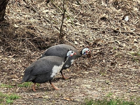 Helmeted Guineafowl - Numida meleagris  Australia,Bird,Guineafowl,Helmeted Guineafowl,Nelson Bay,New South Wales,Numida meleagris