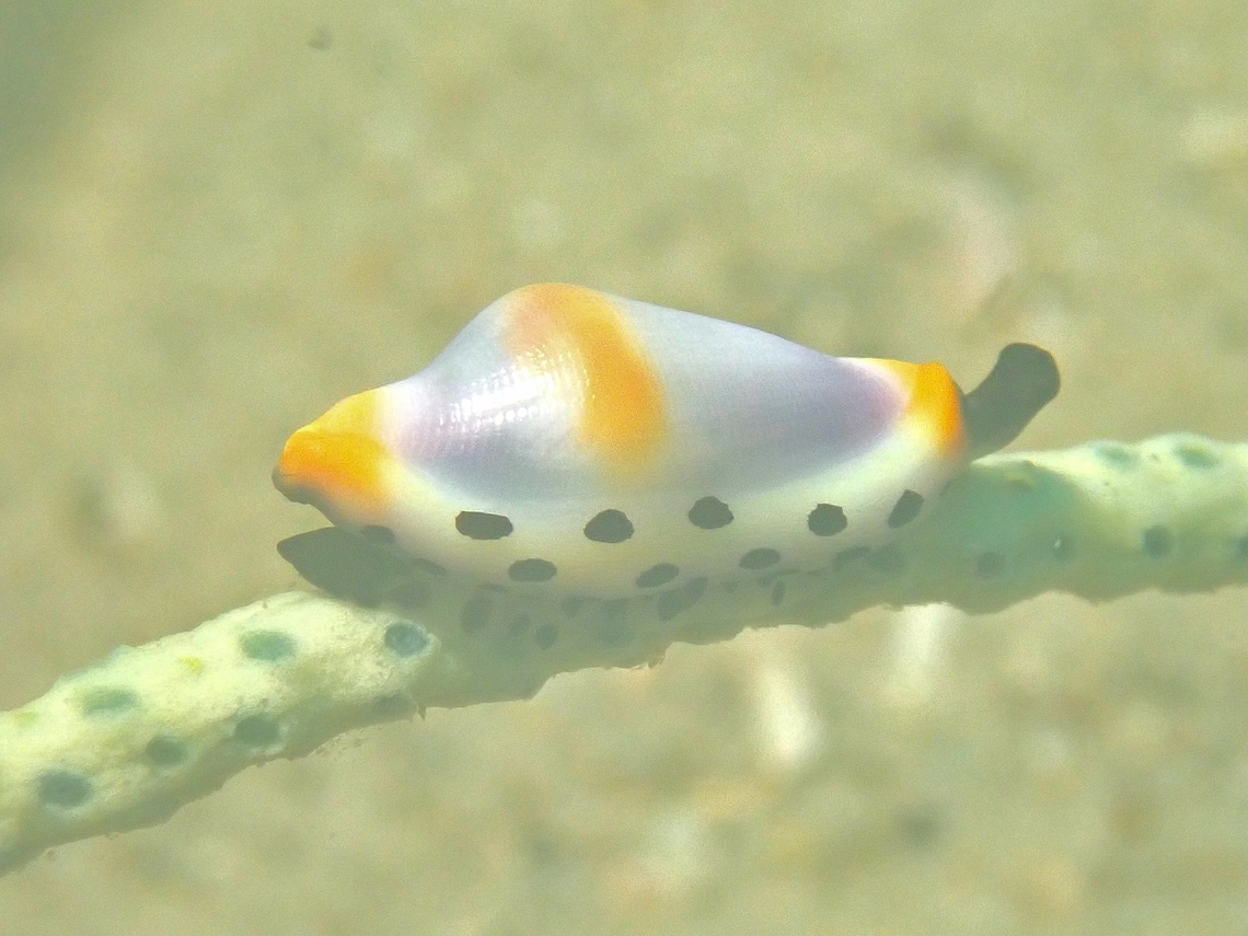 Platypus Platypus Cowrie - Cuspivolva platysia Australia,Cowrie,Cuspivolva platysia,Nelson Bay,New South Wales,Platypus Cowrie