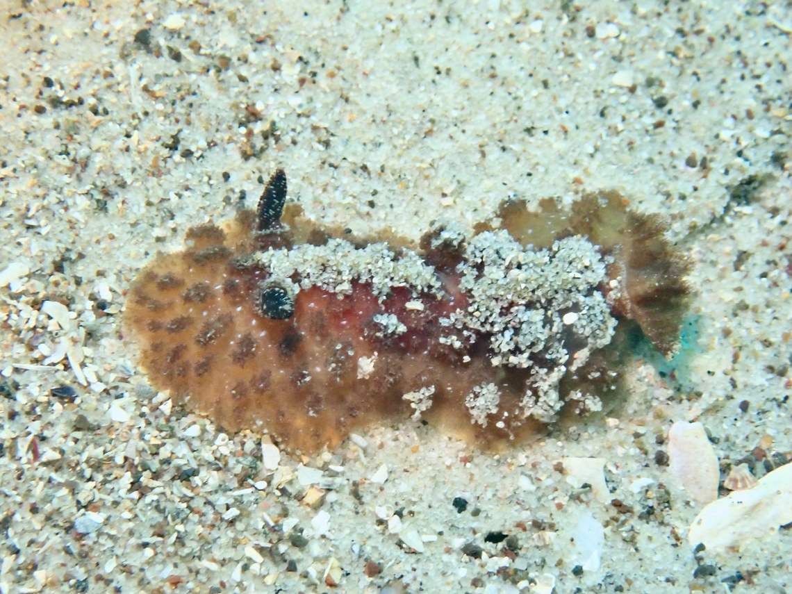 Nudibranch - Atagema intecta  Atagema intecta,Australia,Nelson Bay,New South Wales,Nudibranch