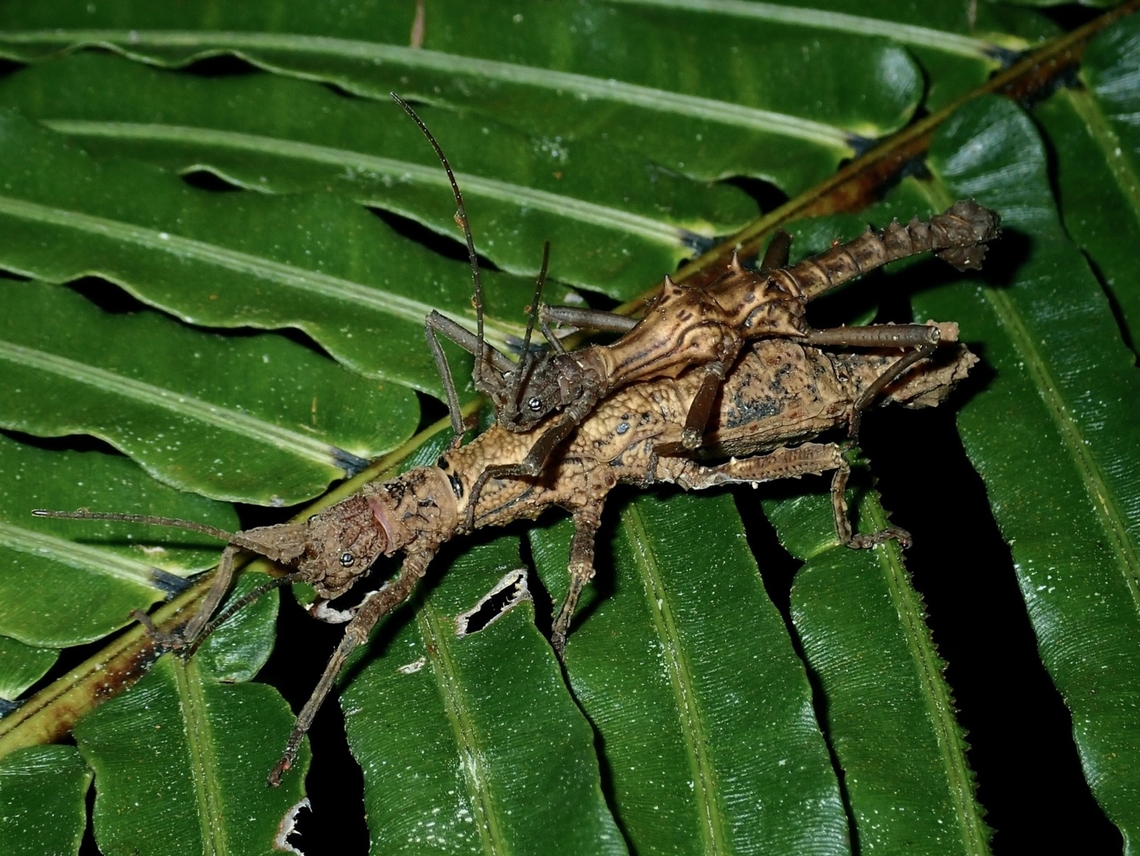 Stick Insect - Dares validispinus  Brunei,Dares validispinus,Phasmatodea,Phasmid,Phasmida,Stick Insect