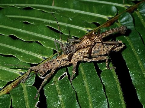 Stick Insect - Dares validispinus  Brunei,Dares validispinus,Phasmatodea,Phasmid,Phasmida,Stick Insect