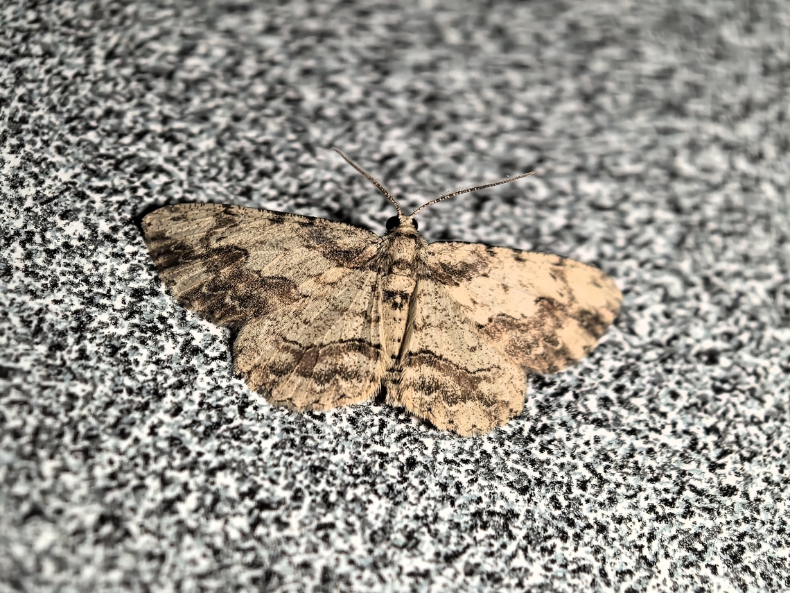 Moth - Ectropis bispinaria  Australia,Ectropis bispinaria,Moth,Nelson Bay,New South Wales