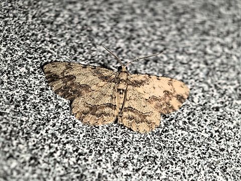 Moth - Ectropis bispinaria  Australia,Ectropis bispinaria,Moth,Nelson Bay,New South Wales
