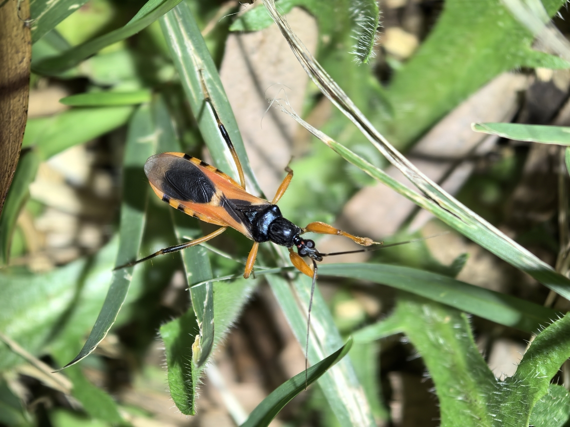 Assassin Bug - Ectomocoris ornatus  Australia,Corsair Bug,Ectomocoris ornatus,Nelson Bay,New South Wales