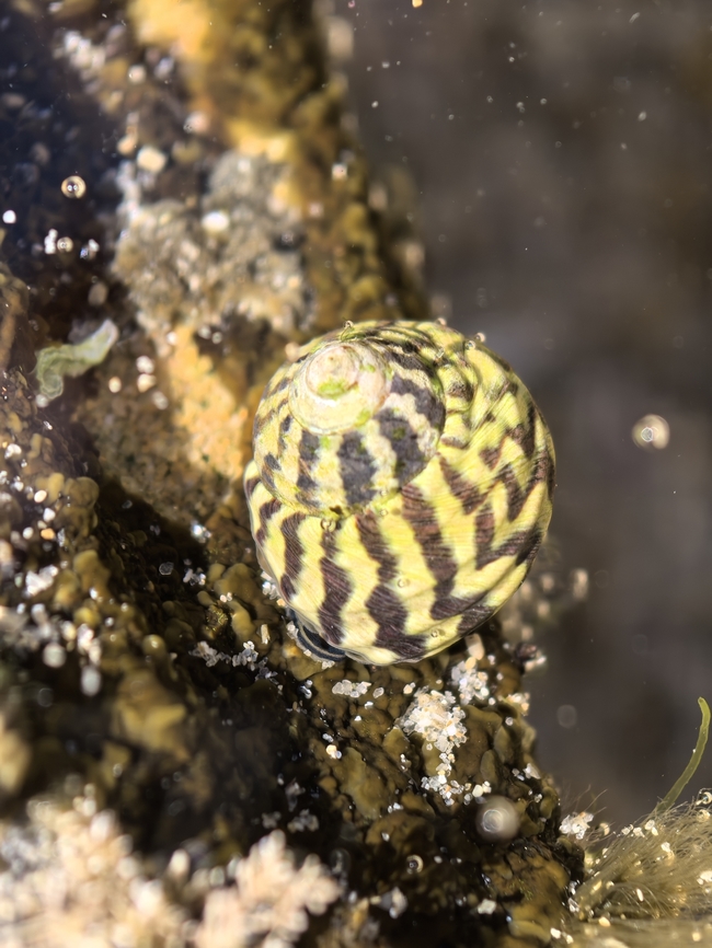 Zebra Top Snail - Austrocochlea porcata  Australia,Austrocochlea porcata,Cronulla,New South Wales,Snail,Zebra Top Snail