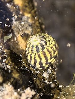 Zebra Top Snail - Austrocochlea porcata  Australia,Austrocochlea porcata,Cronulla,New South Wales,Snail,Zebra Top Snail