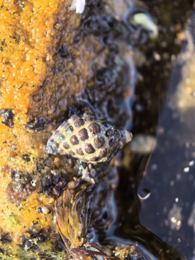 Mulberry Whelk - Arakawania marginalba  Arakawania marginalba,Australia,Cronulla,Mulberry Whelk,New South Wales,Snail,Whelk