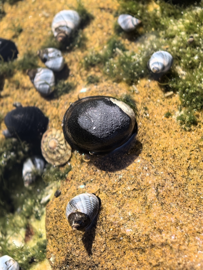 Black Nerite - Nerita melanotragus  Australia,Black Nerite,Cronulla,Nerita melanotragus,Nerite,New South Wales