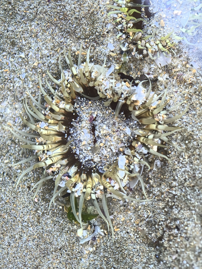Speckled Rock Anemone - Oulactis muscosa  Anemone,Australia,Cronulla,New South Wales,Oulactis muscosa,Rock Anemone,Speckled Rock Anemone