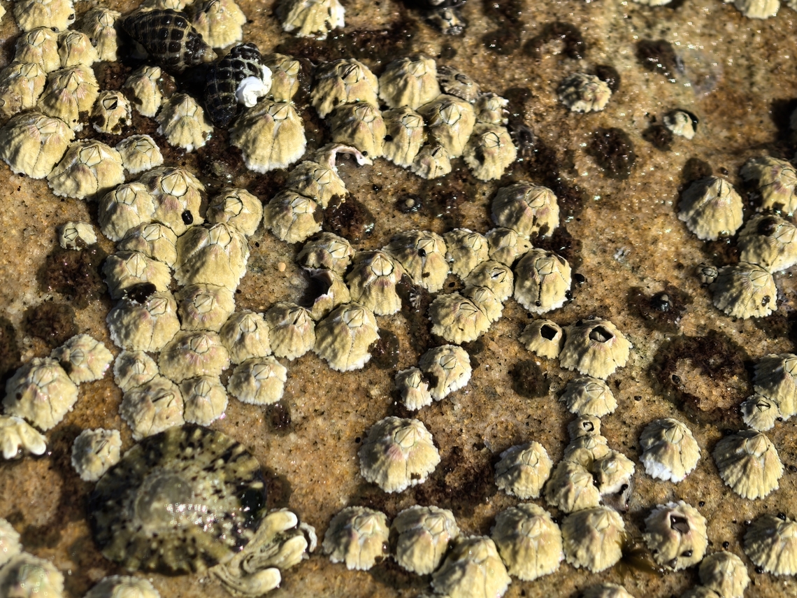 Rose-Coloured Barnacle - Tesseropora rosea  Australia,Barnacle,Cronulla,New South Wales,Rose-Coloured  Barnacle,Tesseropora rosea
