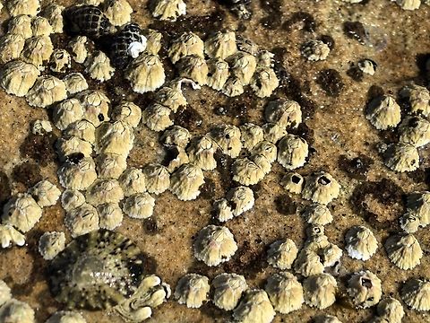 Rose-Coloured Barnacle - Tesseropora rosea  Australia,Barnacle,Cronulla,New South Wales,Rose-Coloured  Barnacle,Tesseropora rosea