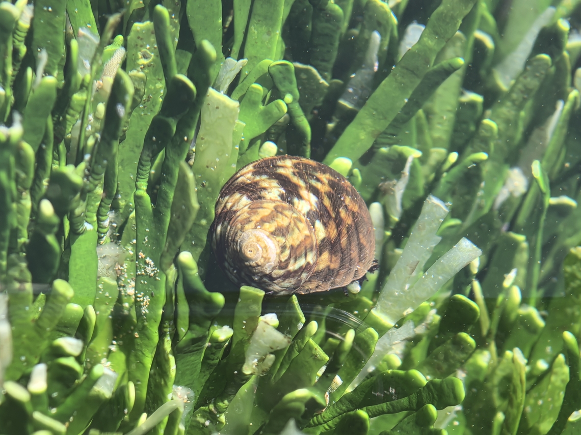 Common Warrener - Lunella undulata  Australia,Common Warrener,Cronulla,Lunella undulata,New South Wales,Snail