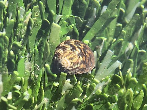 Common Warrener - Lunella undulata  Australia,Common Warrener,Cronulla,Lunella undulata,New South Wales,Snail