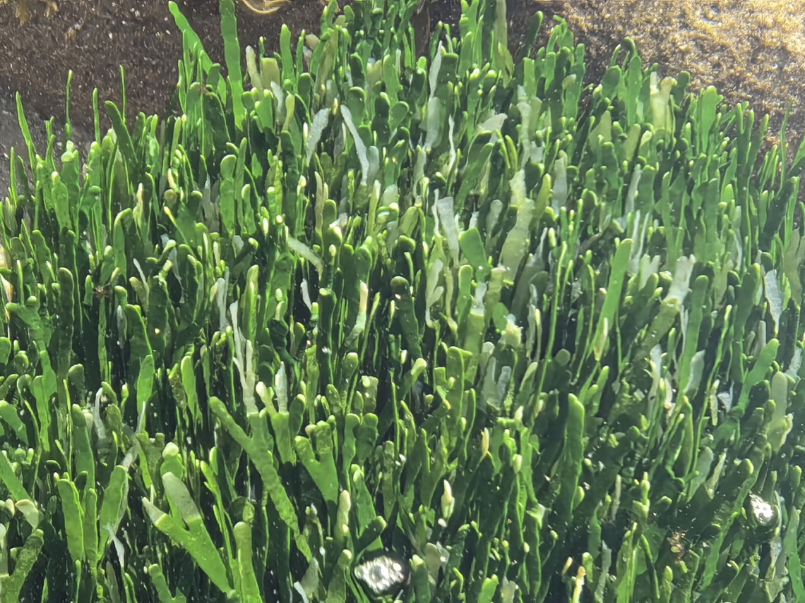 Strap Caulerpa - Caulerpa filiformis  Algae,Australia,Caulerpa filiformis.Strap Caulerpa,Cronulla,Green Algae,New South Wales