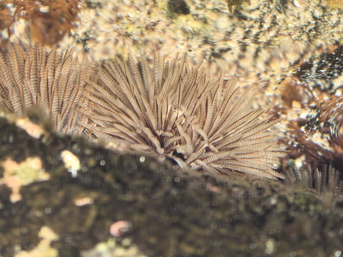 Souther Fanworm - Sabellastarte australiensis  Australia,Cronulla,New South Wales,Sabellastarte australiensis,Southern Fanworm,Tubeworm,Worm