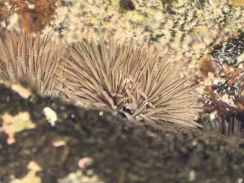 Souther Fanworm - Sabellastarte australiensis  Australia,Cronulla,New South Wales,Sabellastarte australiensis,Southern Fanworm,Tubeworm,Worm