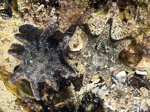 Carpet Sea Star - Meridiastra calcar  Australia,Carpet Sea Star,Cronulla,Meridiastra calcar,New South Wales,Sea Star