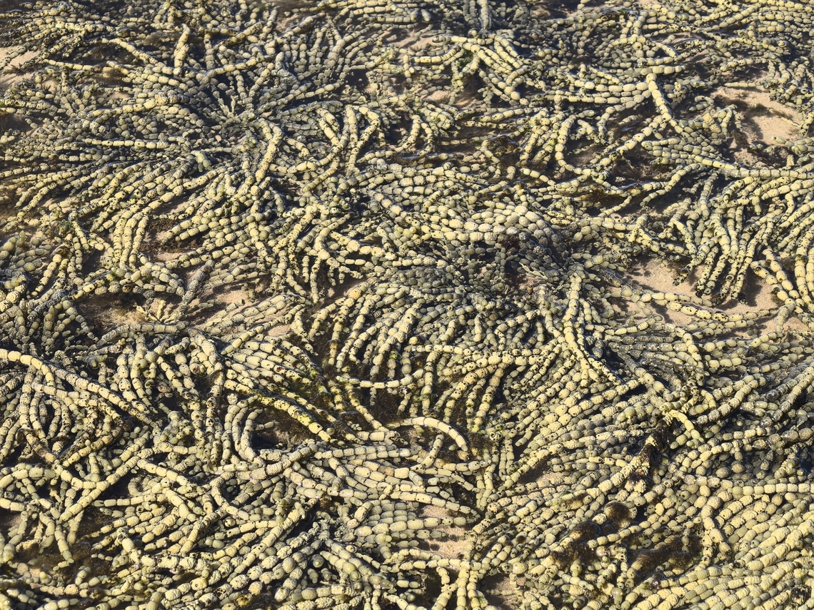 Neptune's Necklace - Hormosira banksii  Algae,Australia,Brown Algae,Cronulla,Hormosira banksii,Neptunes Necklace,New South Wales