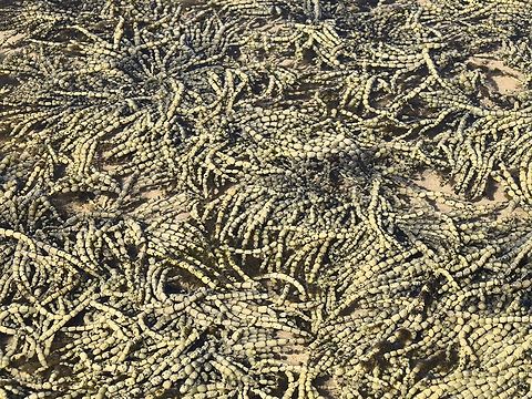 Neptune's Necklace - Hormosira banksii  Algae,Australia,Brown Algae,Cronulla,Hormosira banksii,Neptunes Necklace,New South Wales