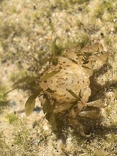 Little Seaweed Crab - Naxia tumida  Australia,Crab,Cronulla,Decorator Crab,Little Seaweed Crab,Naxia tumida,New South Wales