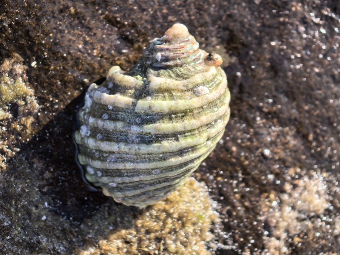 Cart-Rut Shell - Dicathais orbita  Australia,Cart-Rut Shell,Cronulla,Dicathais orbita,New South Wales,Snail