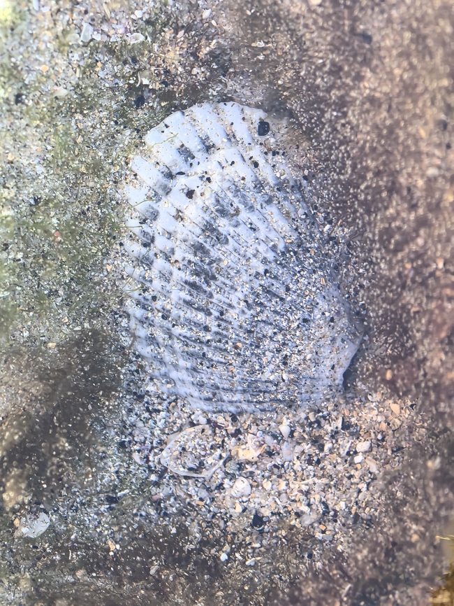 Sydney Cockle - Anadara trapezia  Anadara trapezia,Australia,Cockle,Cronulla,New South Wales,Sydney Cockle