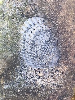 Sydney Cockle - Anadara trapezia  Anadara trapezia,Australia,Cockle,Cronulla,New South Wales,Sydney Cockle
