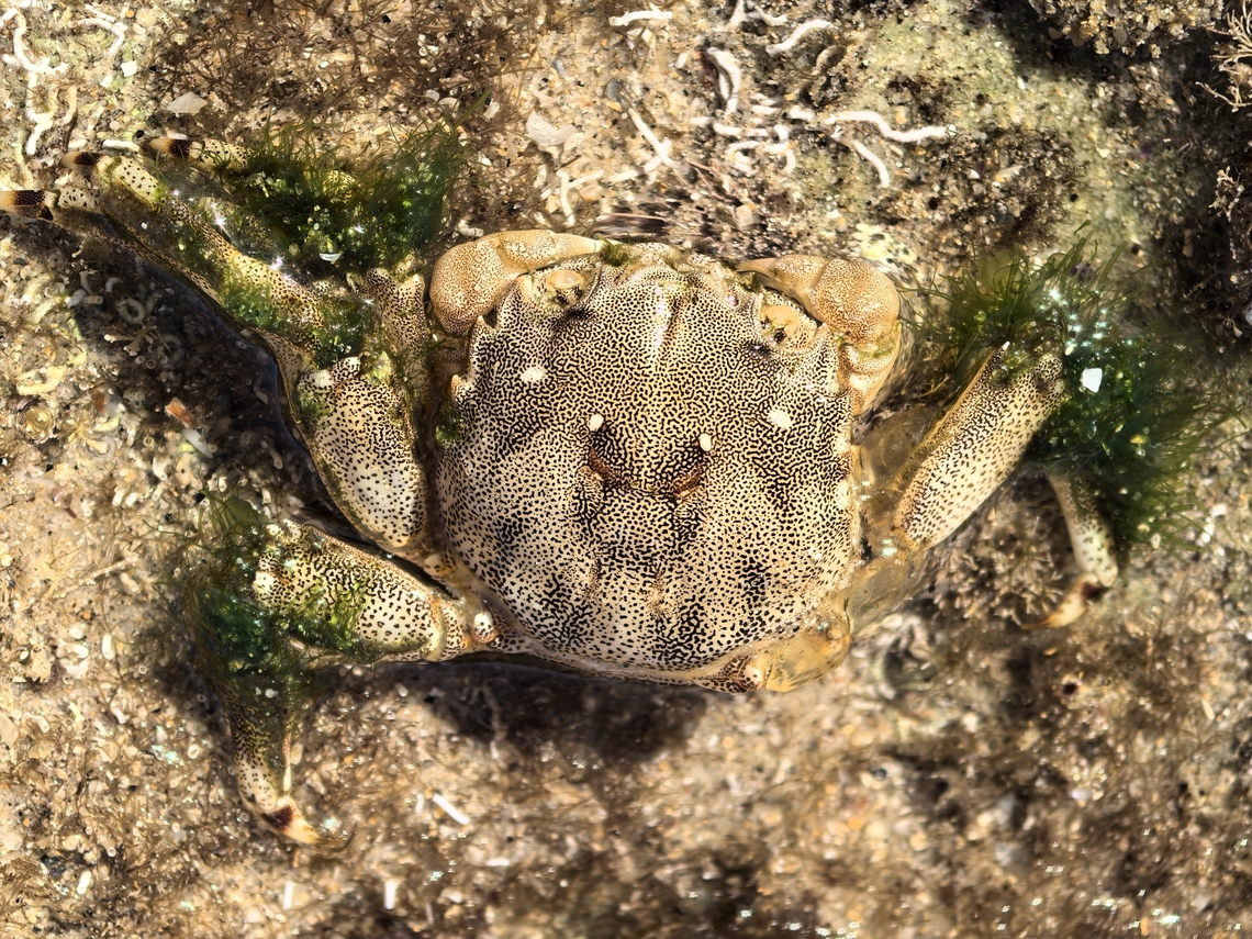 Shiny Bait Crab - Davusia glabra  Australia,Bait Crab,Crab,Cronulla,Davusia glabra,New South Wales,Shiny Bait Crab