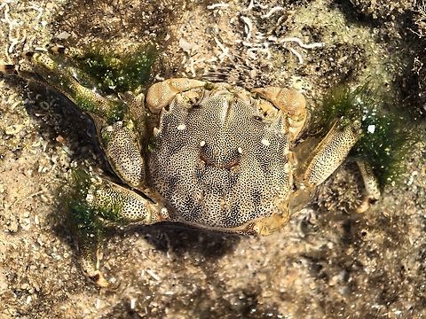 Shiny Bait Crab - Davusia glabra  Australia,Bait Crab,Crab,Cronulla,Davusia glabra,New South Wales,Shiny Bait Crab