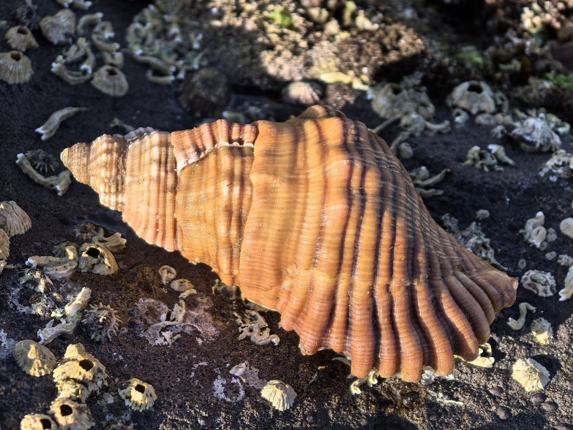 Spengler's Trumpet Snail - Cabestana spengleri  Australia,Cabestana spengleri,Cronulla,New South Wales,Snail,Spengler's Trumpet Snail,Trumpet Snail