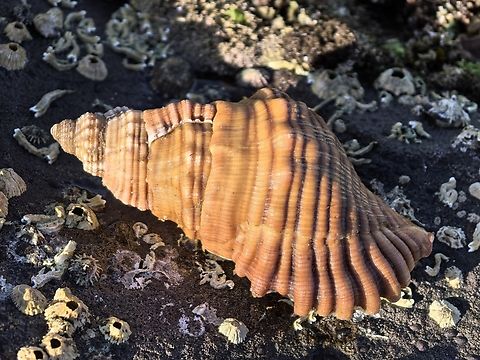 Spengler's Trumpet Snail - Cabestana spengleri  Australia,Cabestana spengleri,Cronulla,New South Wales,Snail,Spengler's Trumpet Snail,Trumpet Snail