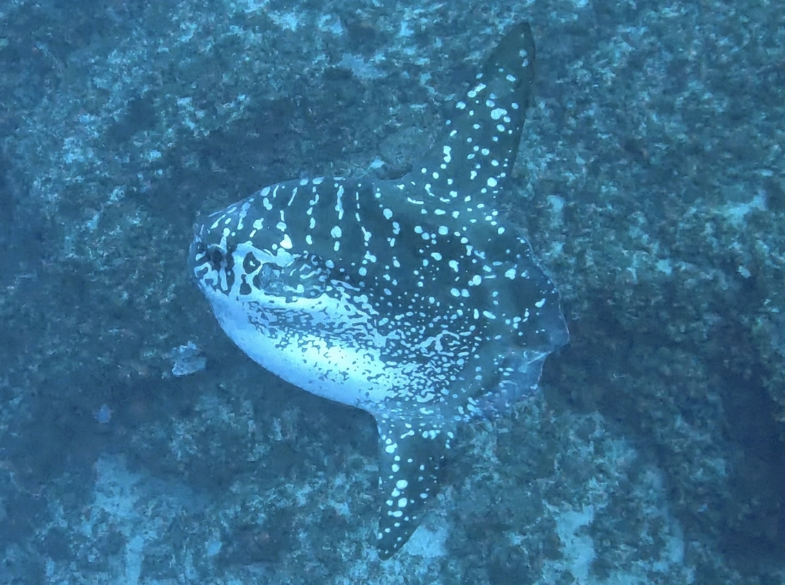 Aquaman-AK Similar to Whale Sharks and Manta Rays, it is possible to identify individual Mola-Mola based on the markings on their body.<br />
<br />
This particular fish was sighted in October 2023 and when I submitted pics of it to the database of Mola-Molas in Indonesia, it was the first documentation of it, which allowed me to name it - Aquaman-AK Aquaman-AK,Bali,Fish,Giant Sunfish,Indonesia,Mola alexandrini,Sunfish