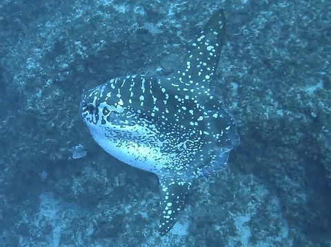 Aquaman-AK Similar to Whale Sharks and Manta Rays, it is possible to identify individual Mola-Mola based on the markings on their body.

This particular fish was sighted in October 2023 and when I submitted pics of it to the database of Mola-Molas in Indonesia, it was the first documentation of it, which allowed me to name it - Aquaman-AK Aquaman-AK,Bali,Fish,Giant Sunfish,Indonesia,Mola alexandrini,Sunfish