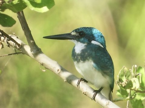 Small Blue  Alcedo coerulescens,Bali,Bird,Indonesia,Kingfisher,Small Blue Kingfisher