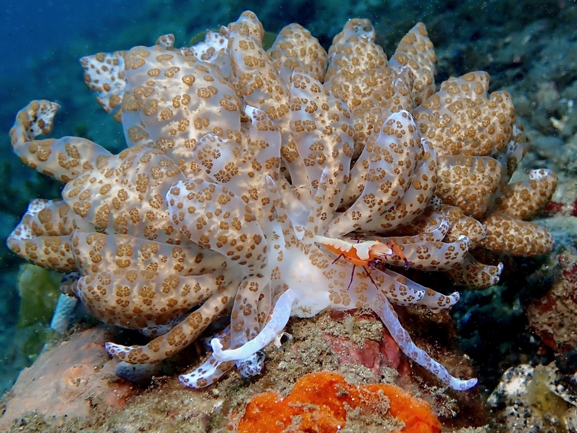 The King! Observation on the Shrimp Ambon,Emperor shrimp,Indonesia,Shrimp,Zenopontonia rex