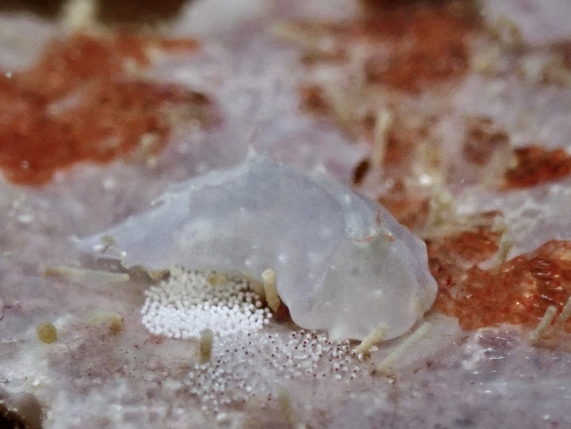 Bubble Snail - Sagaminopteron nigropunctatum  Bubble Snail,Philippines,Romblon,Sagaminopteron nigropunctatum